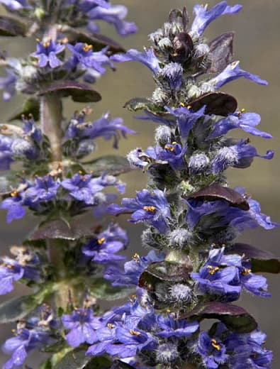 Ajuga reptans 'Catlin's Giant' (Ковровый стеклярус)