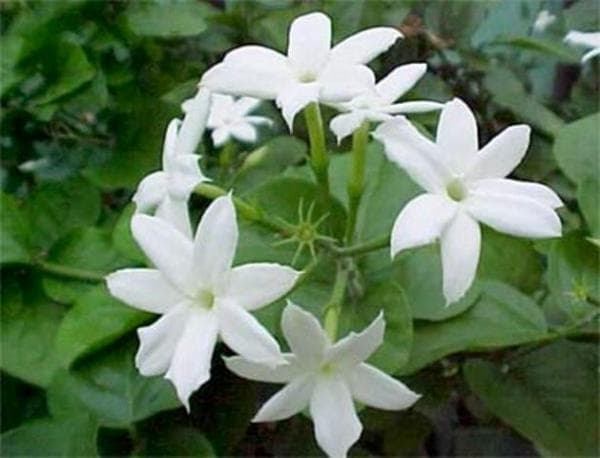 «Индийский жасмин» , или Жасмин самбак (Jasminum sambac)
