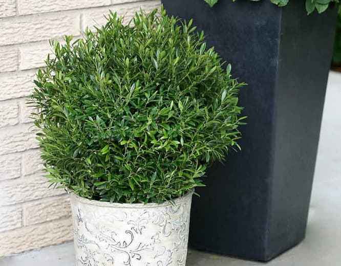 Ilex glabra Gem Box® (Чернильная ягода) 