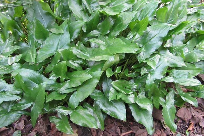 Arisarum proboscideum (Мышиное растение) 
