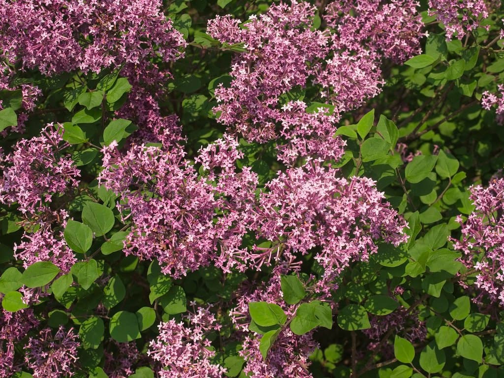 Сирень повторноцветущая "Purple"