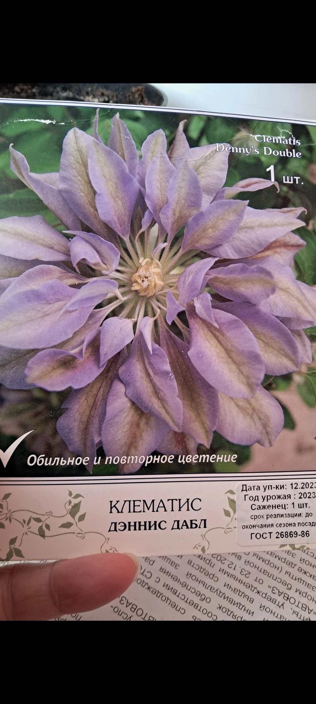 Мой новый клематис снова посажу на передержку.
