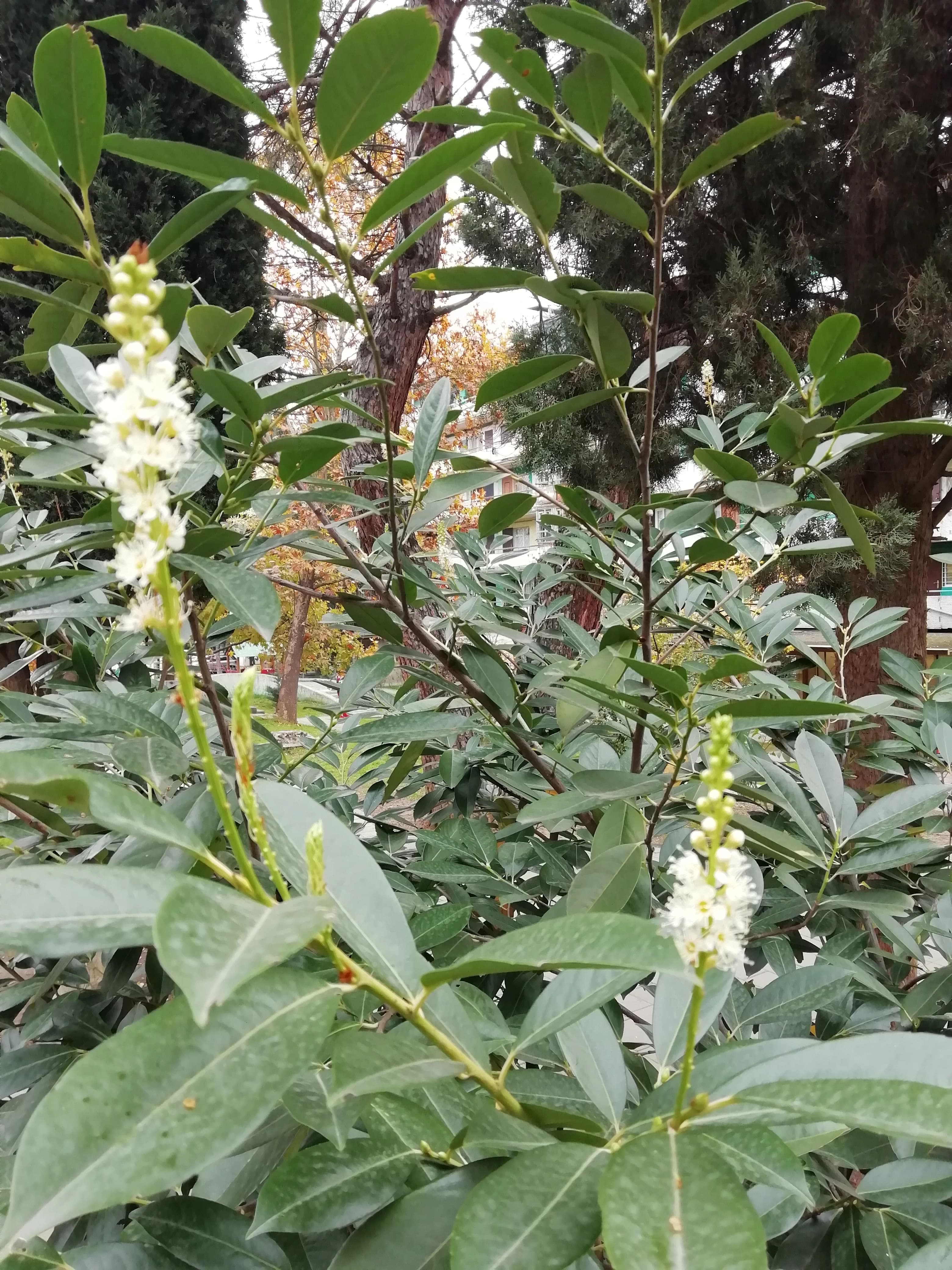 Весна в ноябре - цветёт лавровишня.