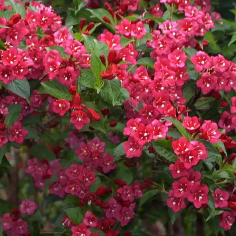 Вейгела Бристоль Руби (Weigela Bristol Ruby)