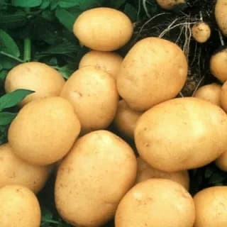 Картофель среднеспелый