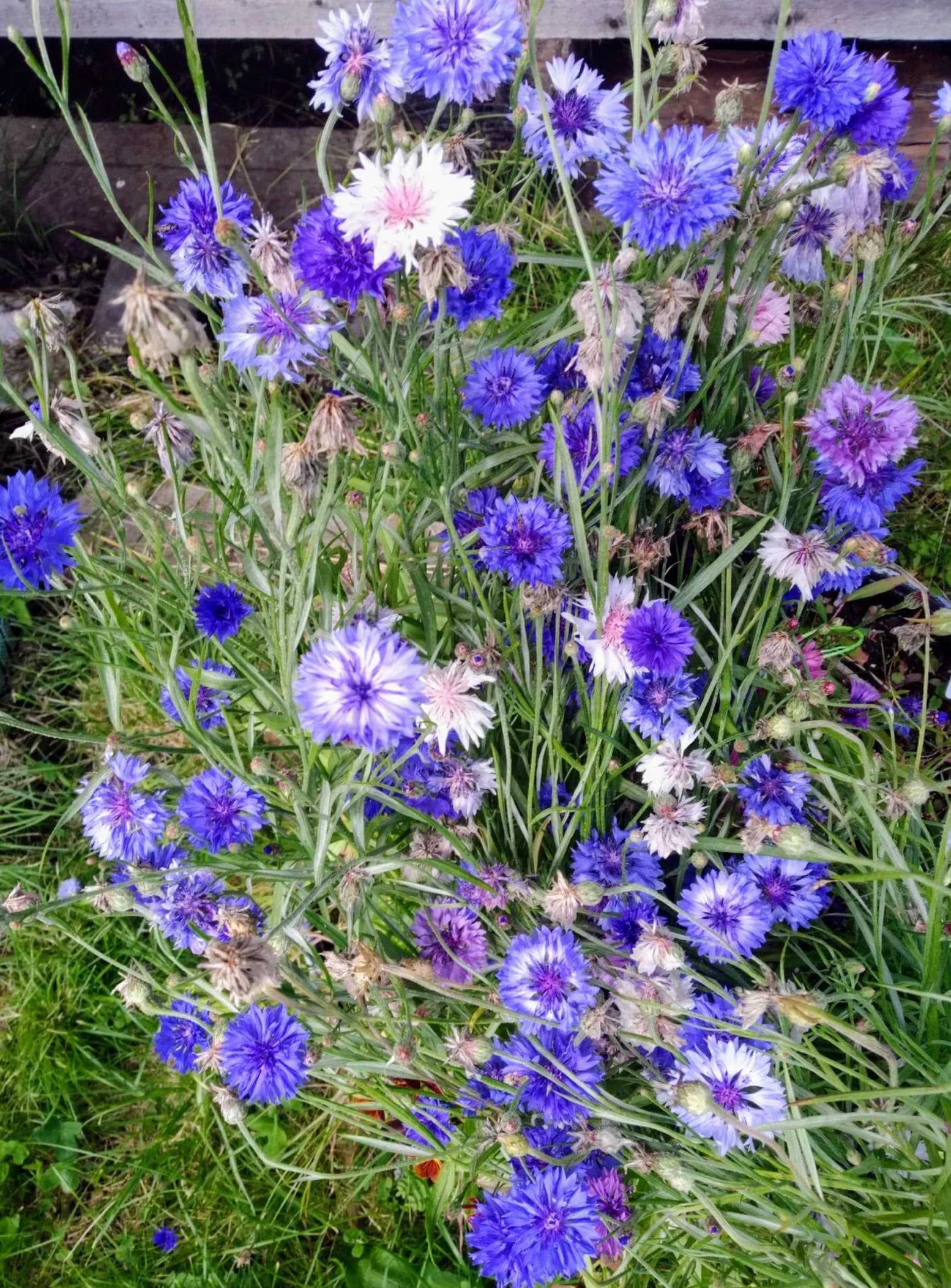 Васильки, выращенные в пакете