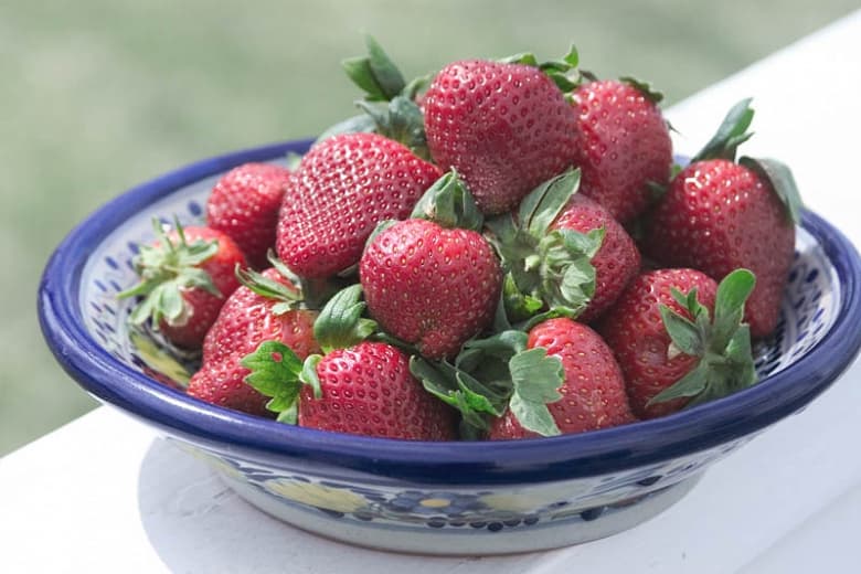 Fragaria x ananassa 'Sparkle' (Июньская клубника)