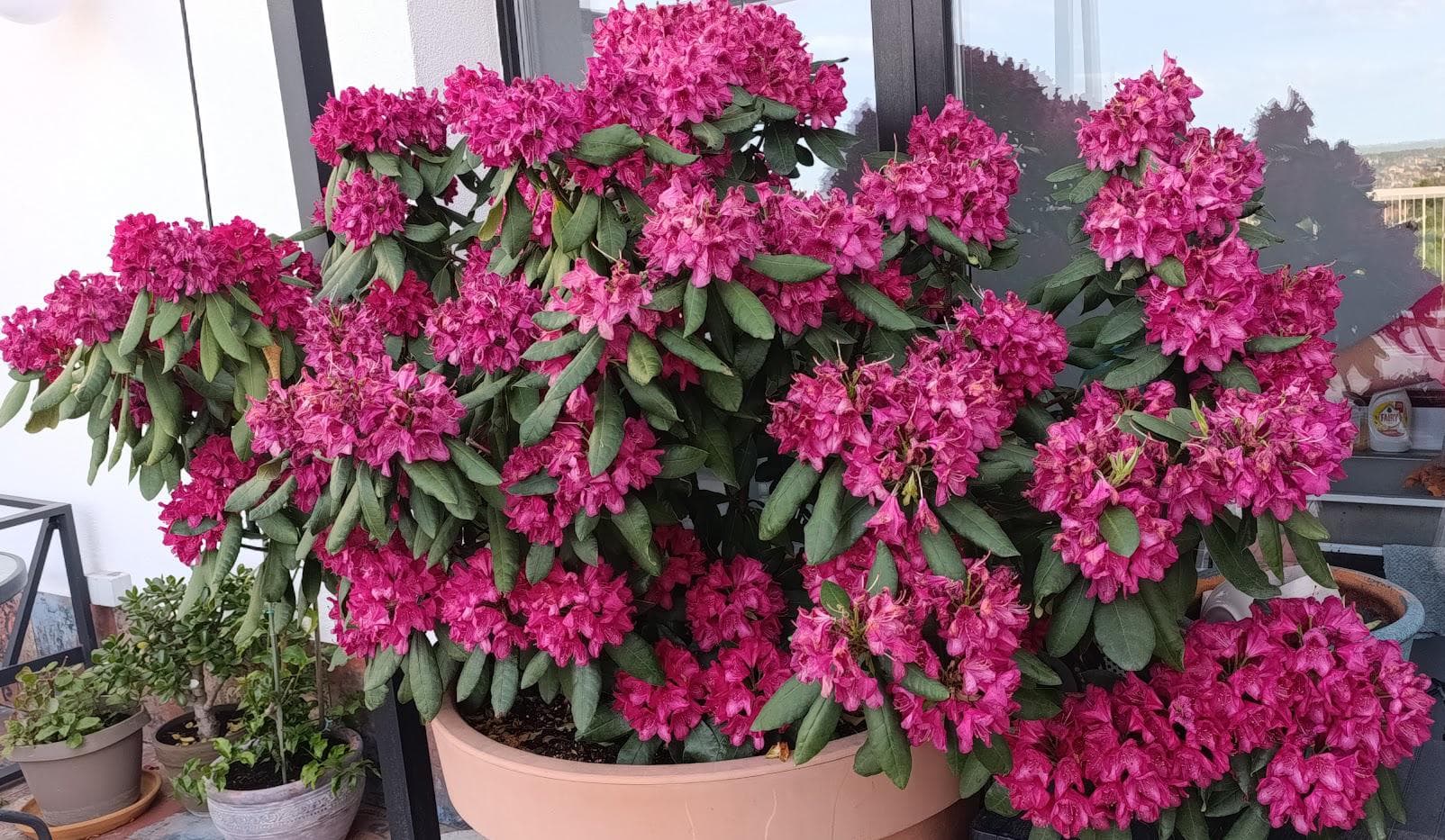 Рододендрон гибридний "Нова Зембла" (Rhododendron Nova Zembla).