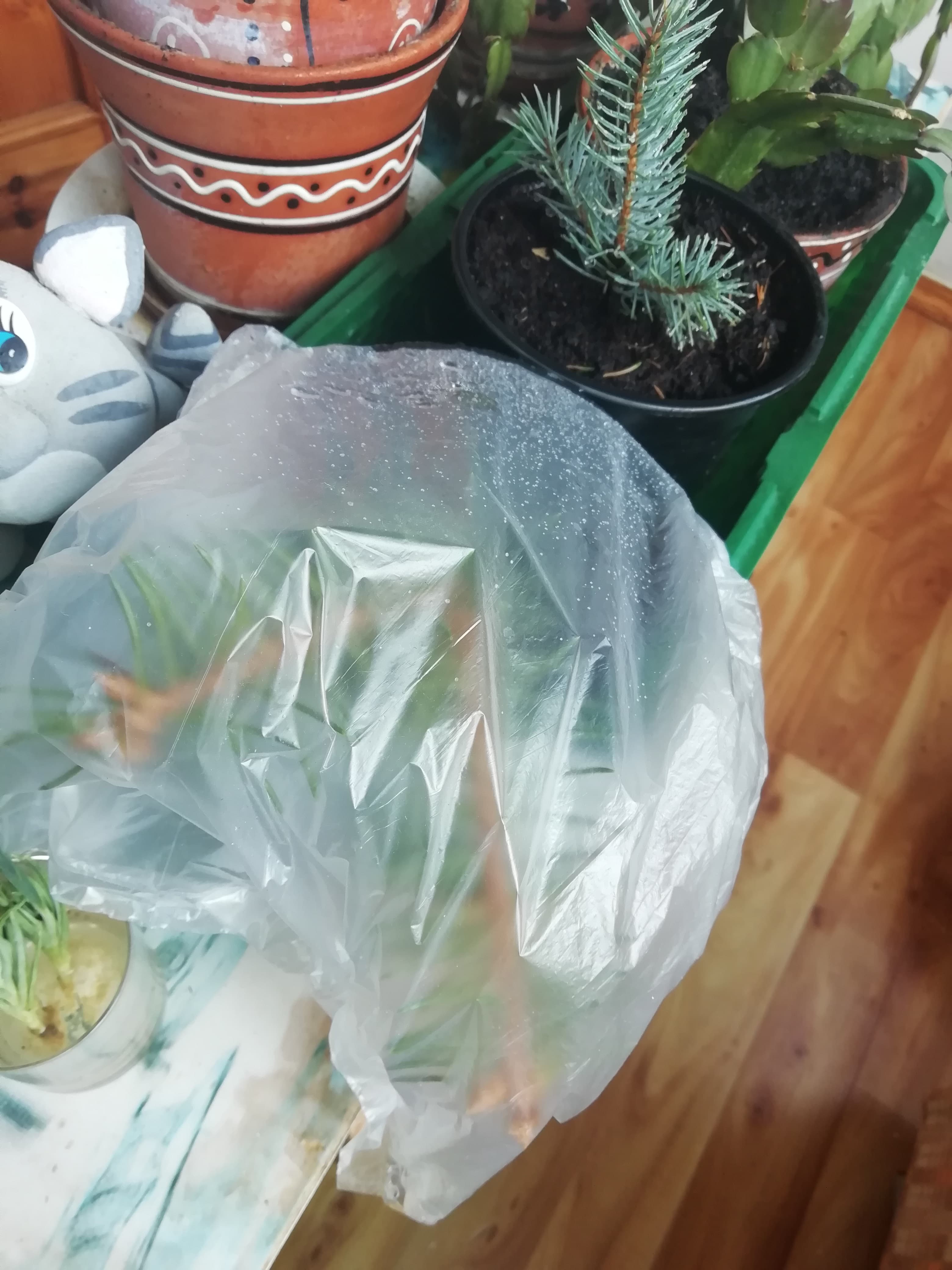 Пробное черенкование ели.