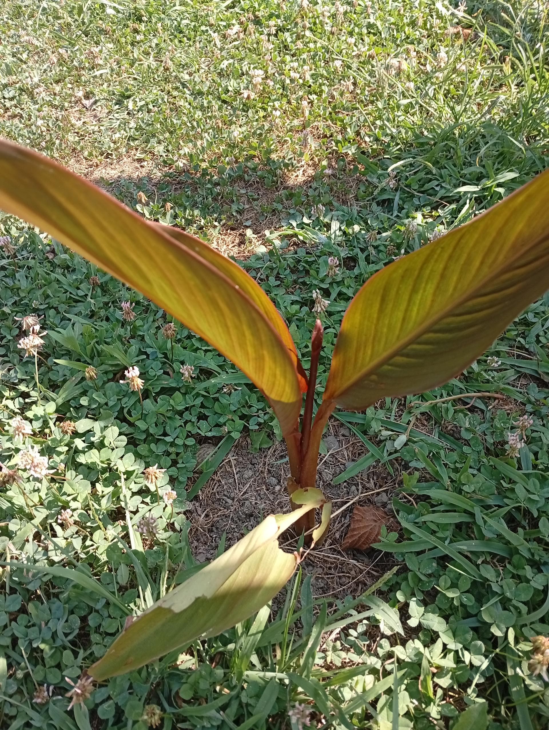 Канна