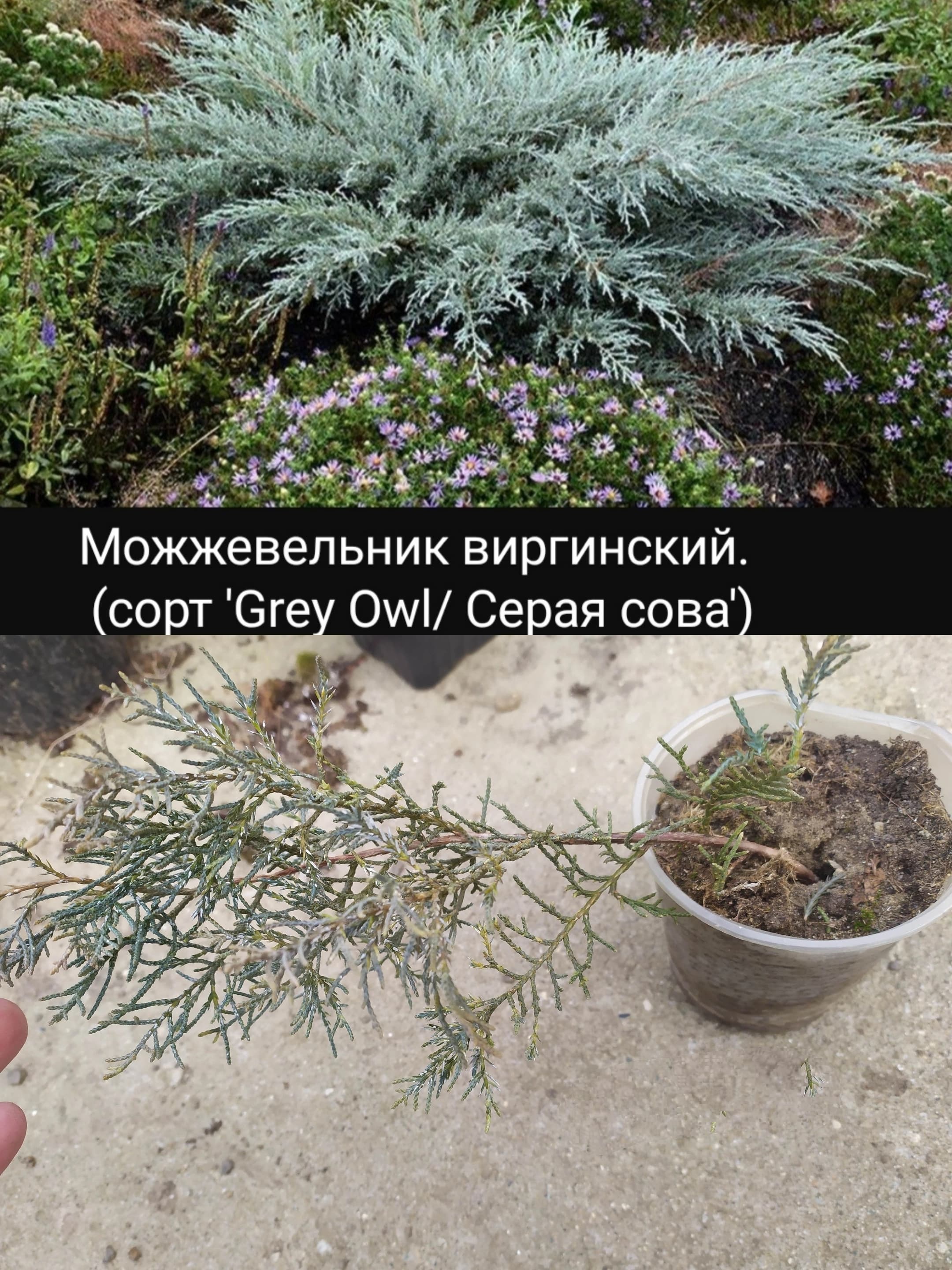 Можжевельник Серая сова, знакомимся с новинкой.