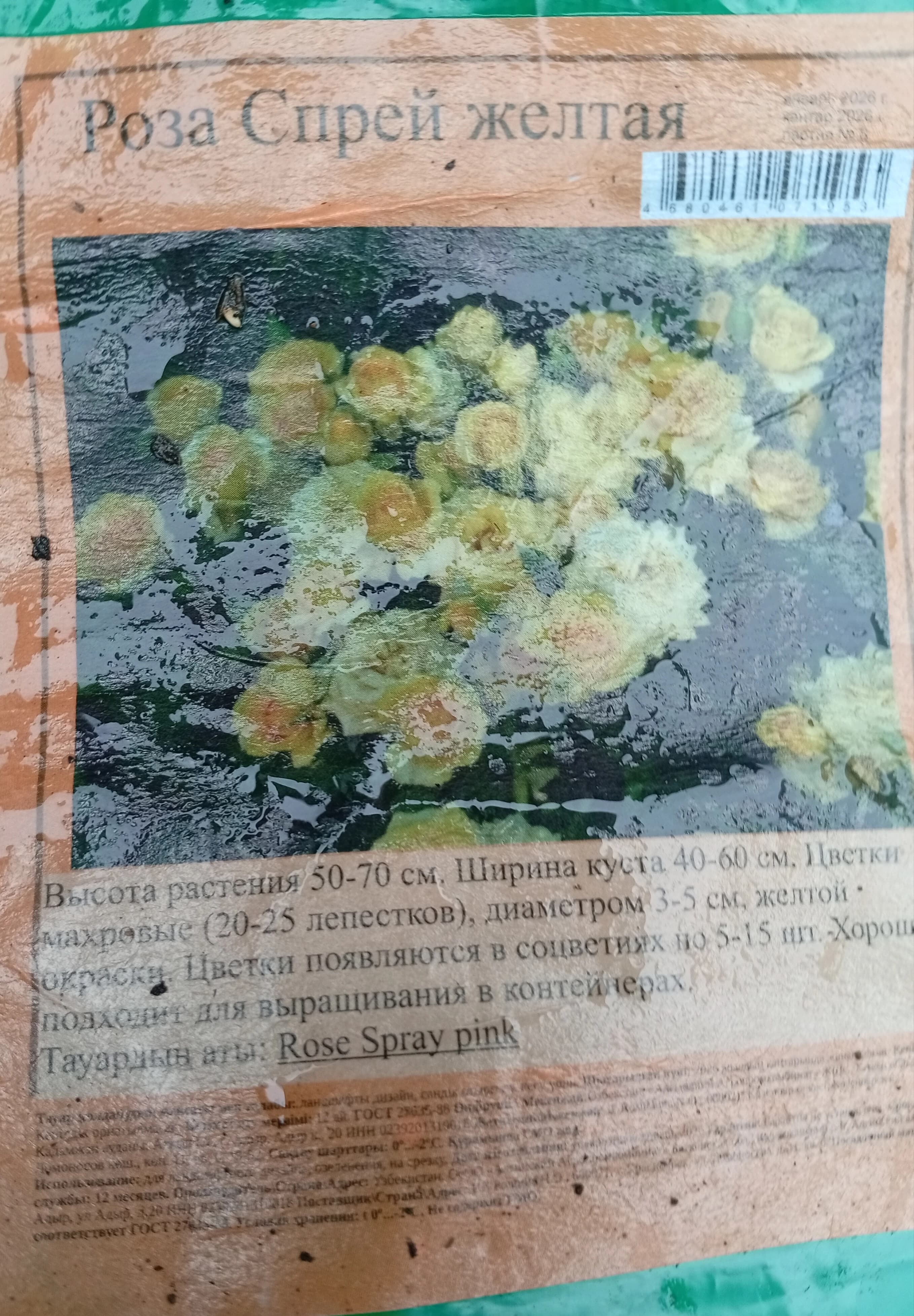 Роза из Светофора.