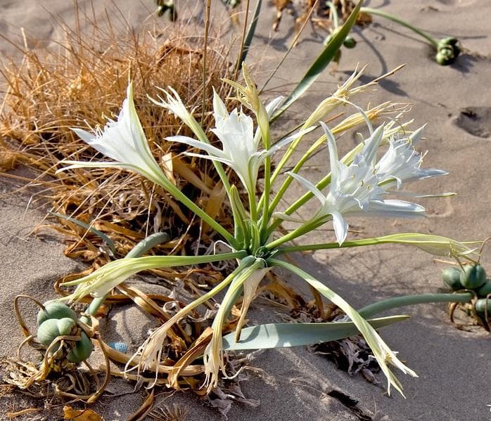 Панкратиум морской (лат. Pancratium maritimum)