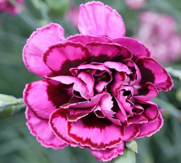 Диантус "Кружевной монарх" (Dianthus plumarius)