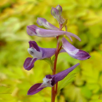 Хохлатка shimienensis "Берри эксайтинг"