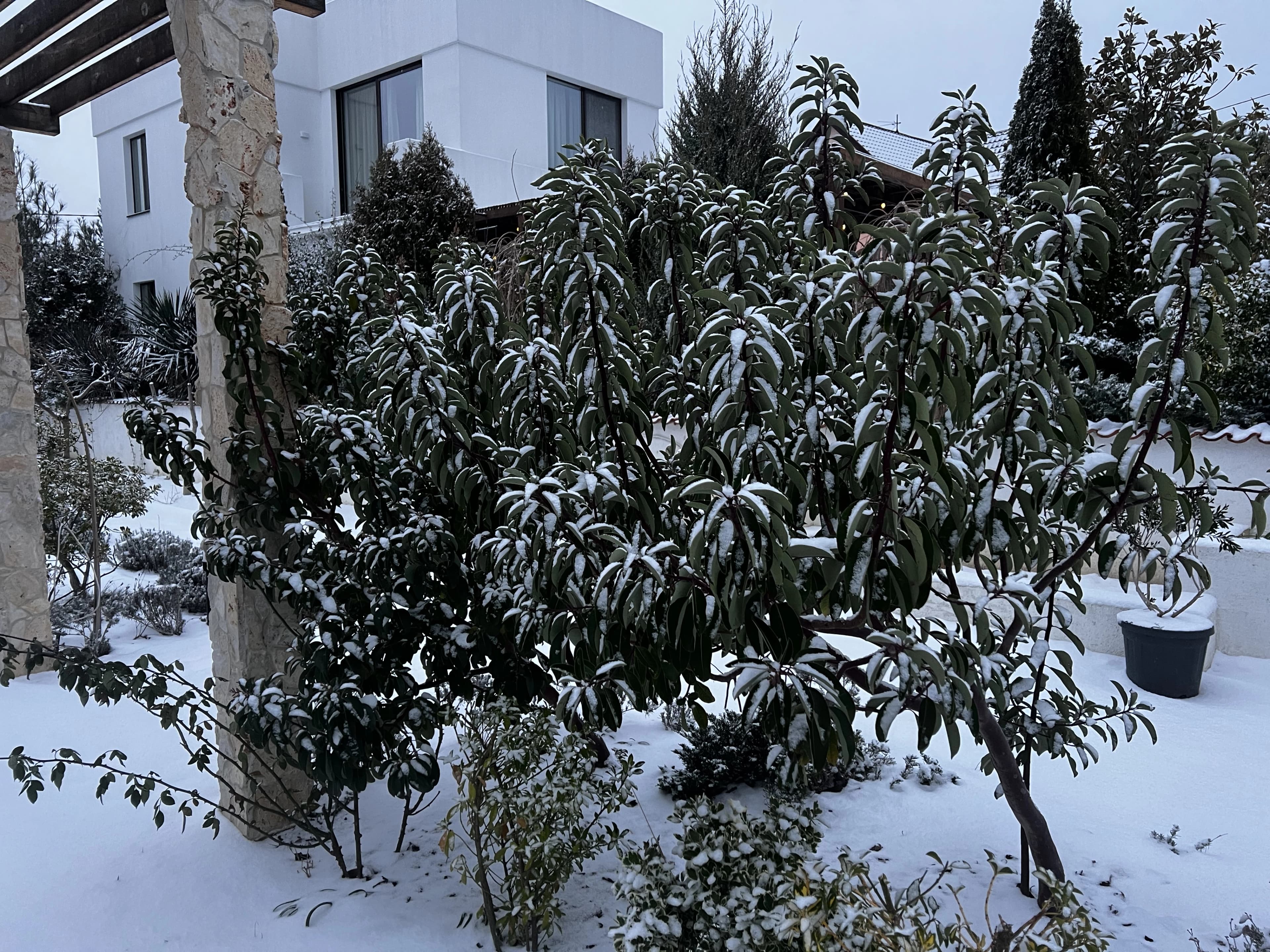 Еще несколько фотографий с зимовки субтропических растений в Севастополе