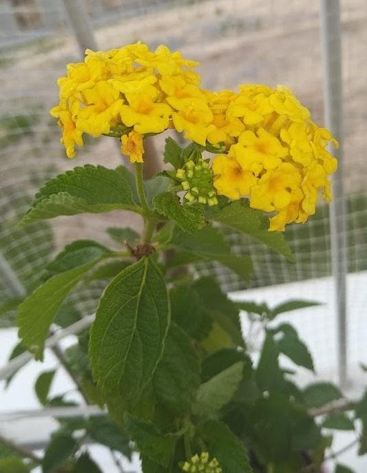Лантана желтая (Lantana camara)