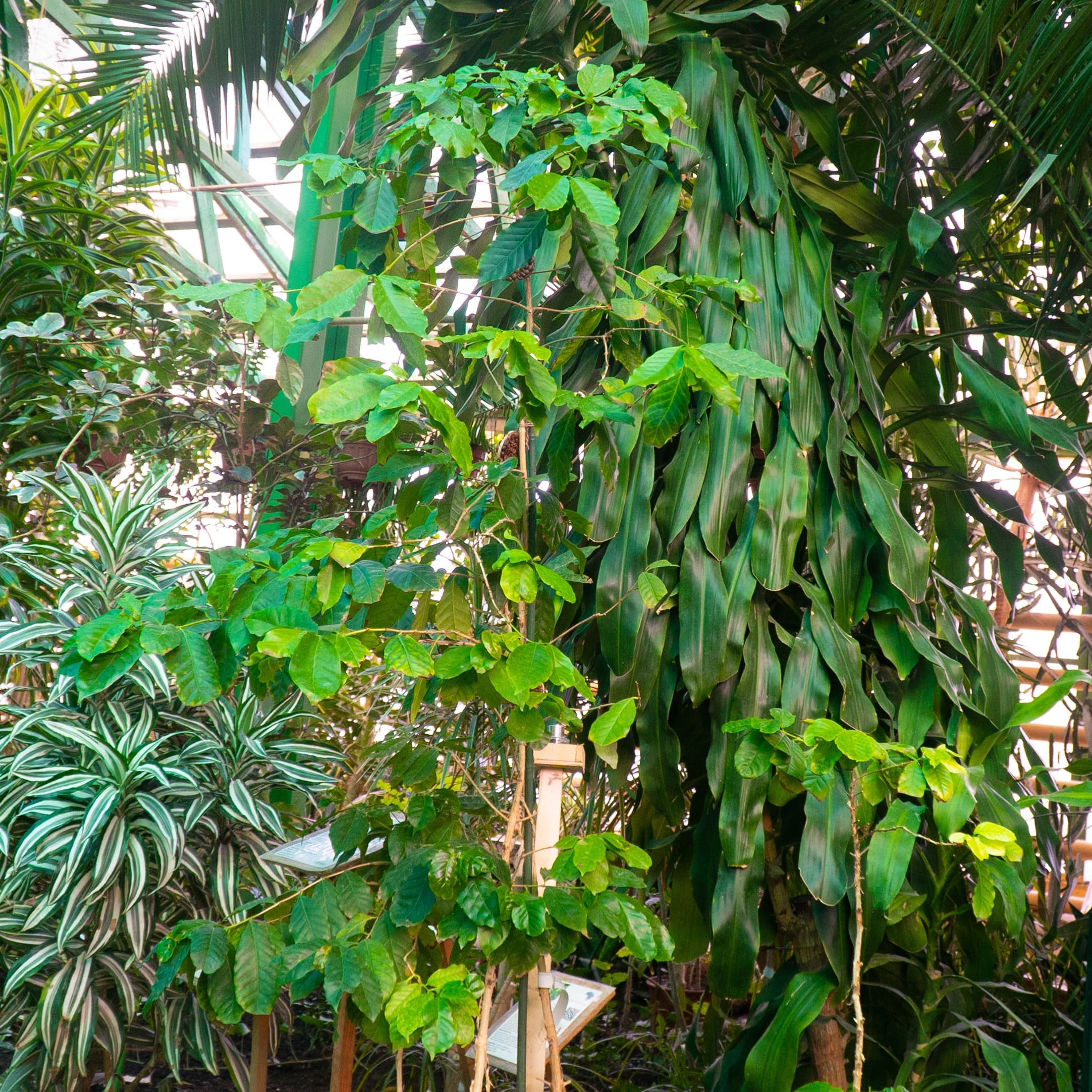 Coffea arabica, также известная как кофе арабика.