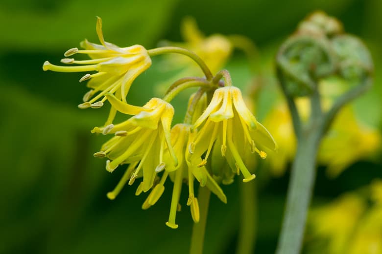 Clintonia borealis (Голубая бисерная лилия)
