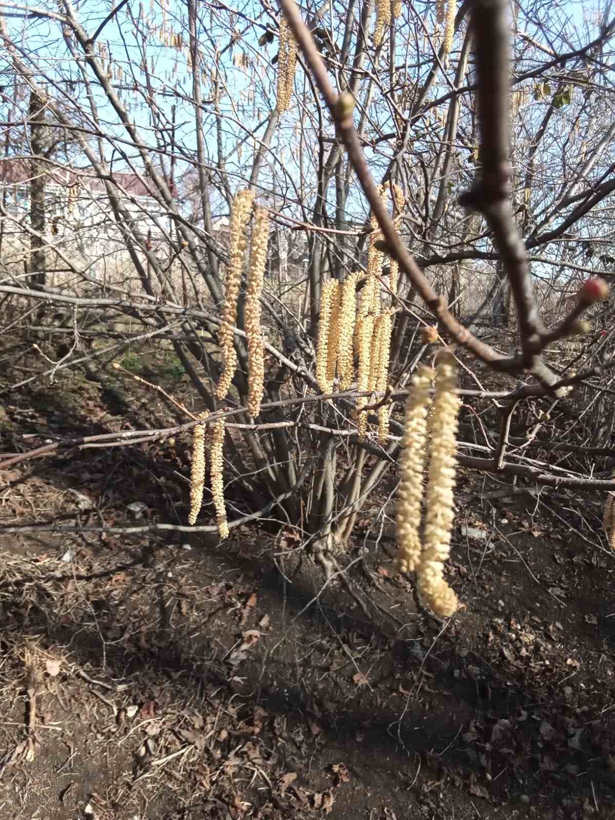 Цветёт фундук и лещина. Отличный ранний медонос.