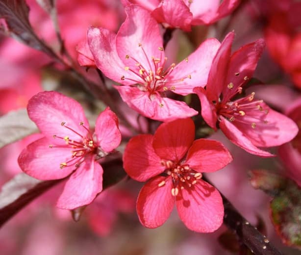 Malus 'Royal Raindrops Крабовое яблоко