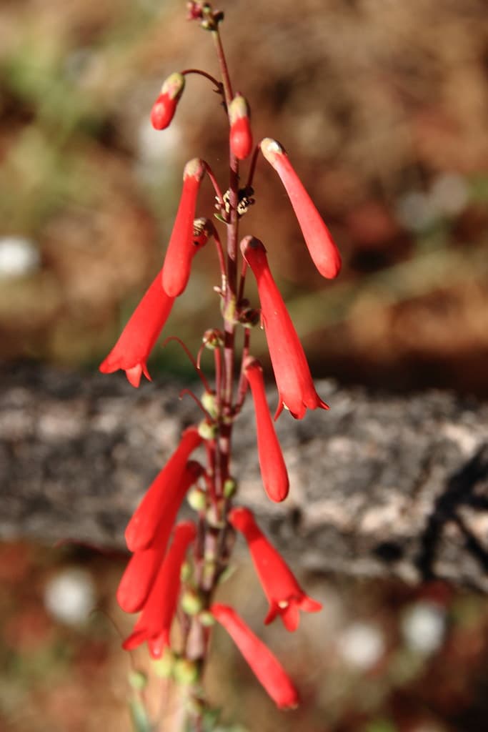 Пенстемон "Scarlet Bugler"