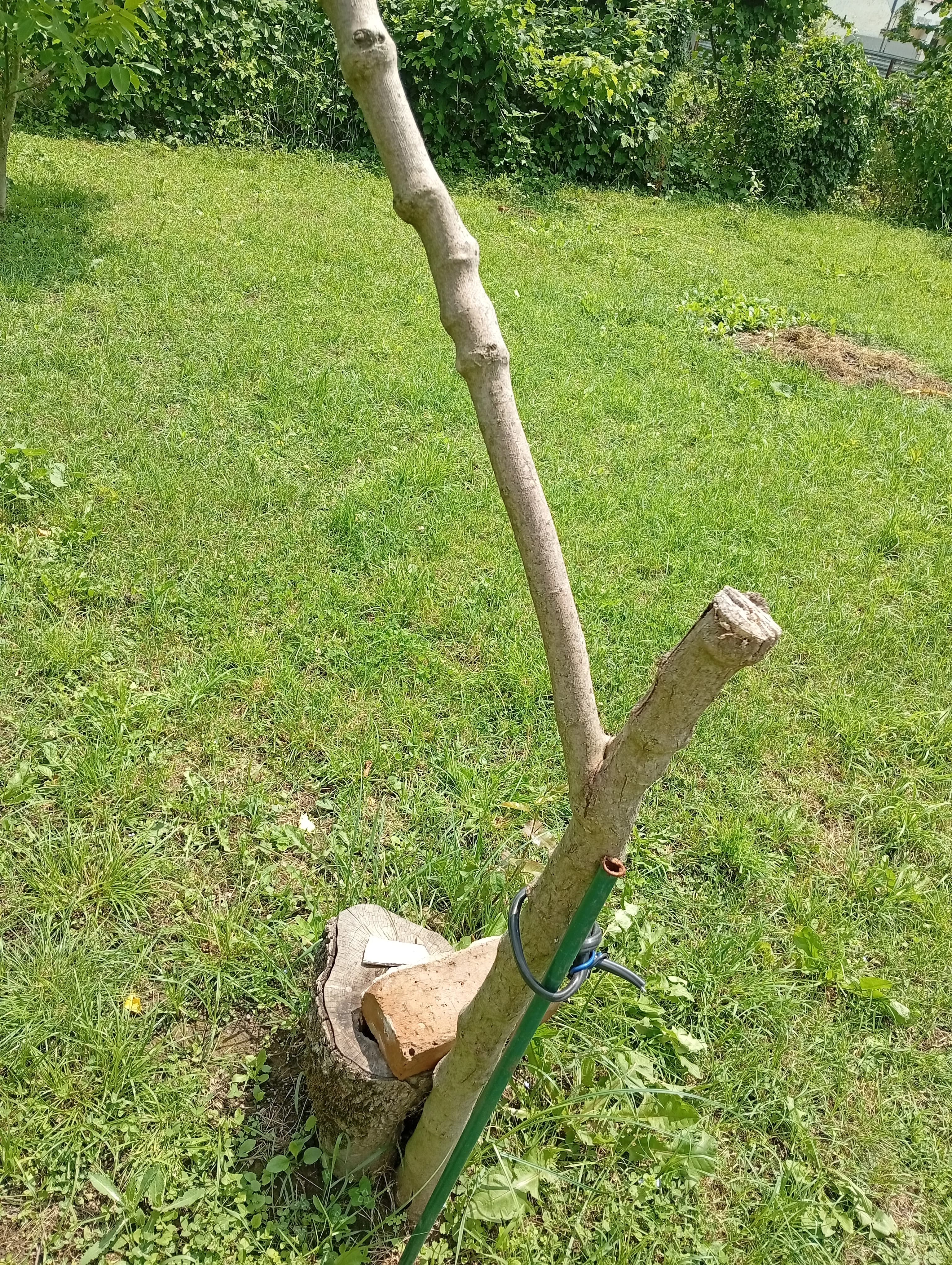 Пересадка инжира удалась частично.
