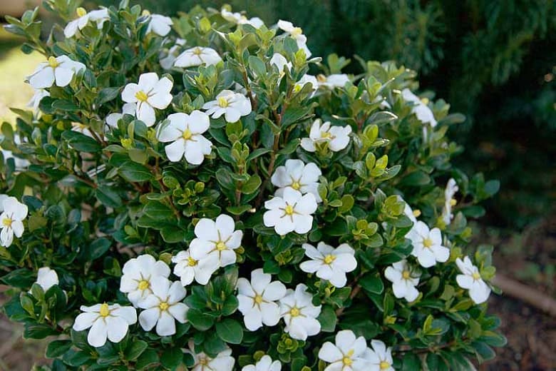 Gardenia jasminoides Scent Amazing™ (Капский жасмин) 