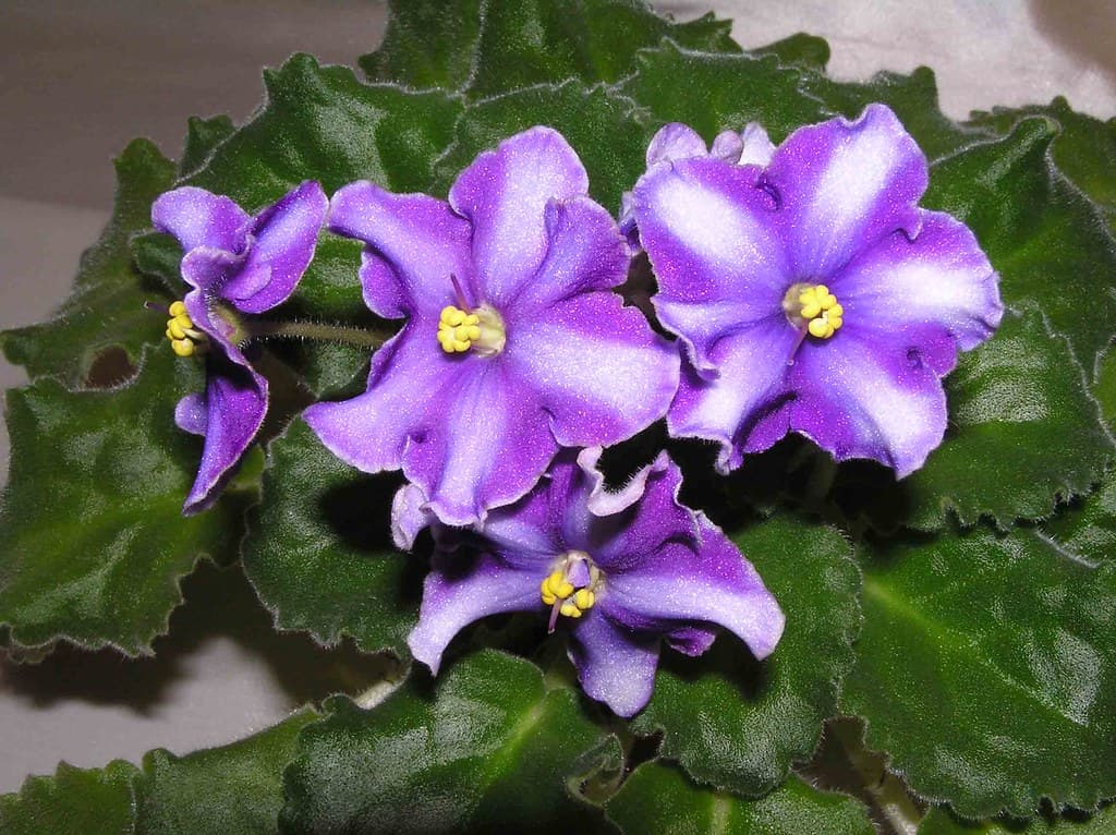 Сенполия фиалкоцветная, сорт "Neptune's Treasure"