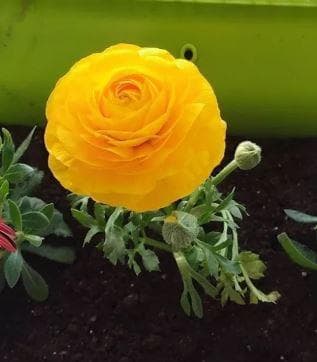 Лютик азиатский, или ранункулюс (Ranunculus asiaticus)