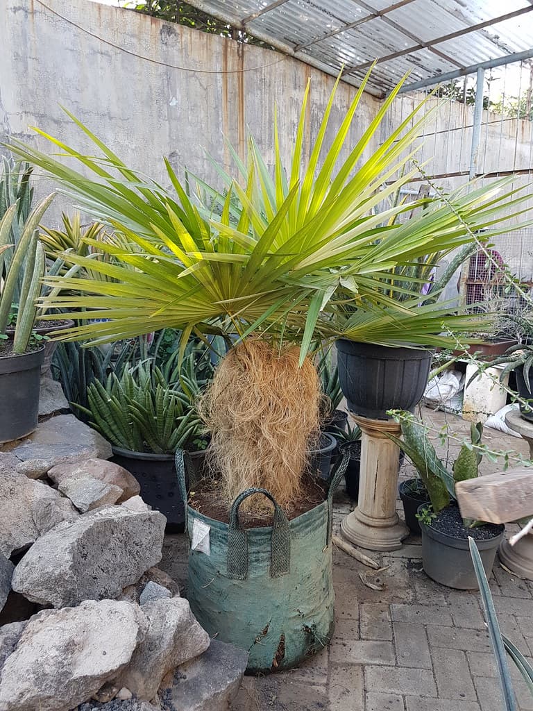 Коккотринакс кринита