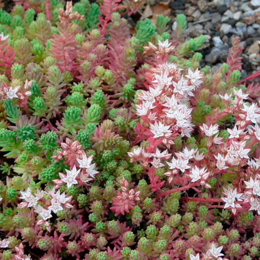Очиток испанский (Sedum hispanicum )