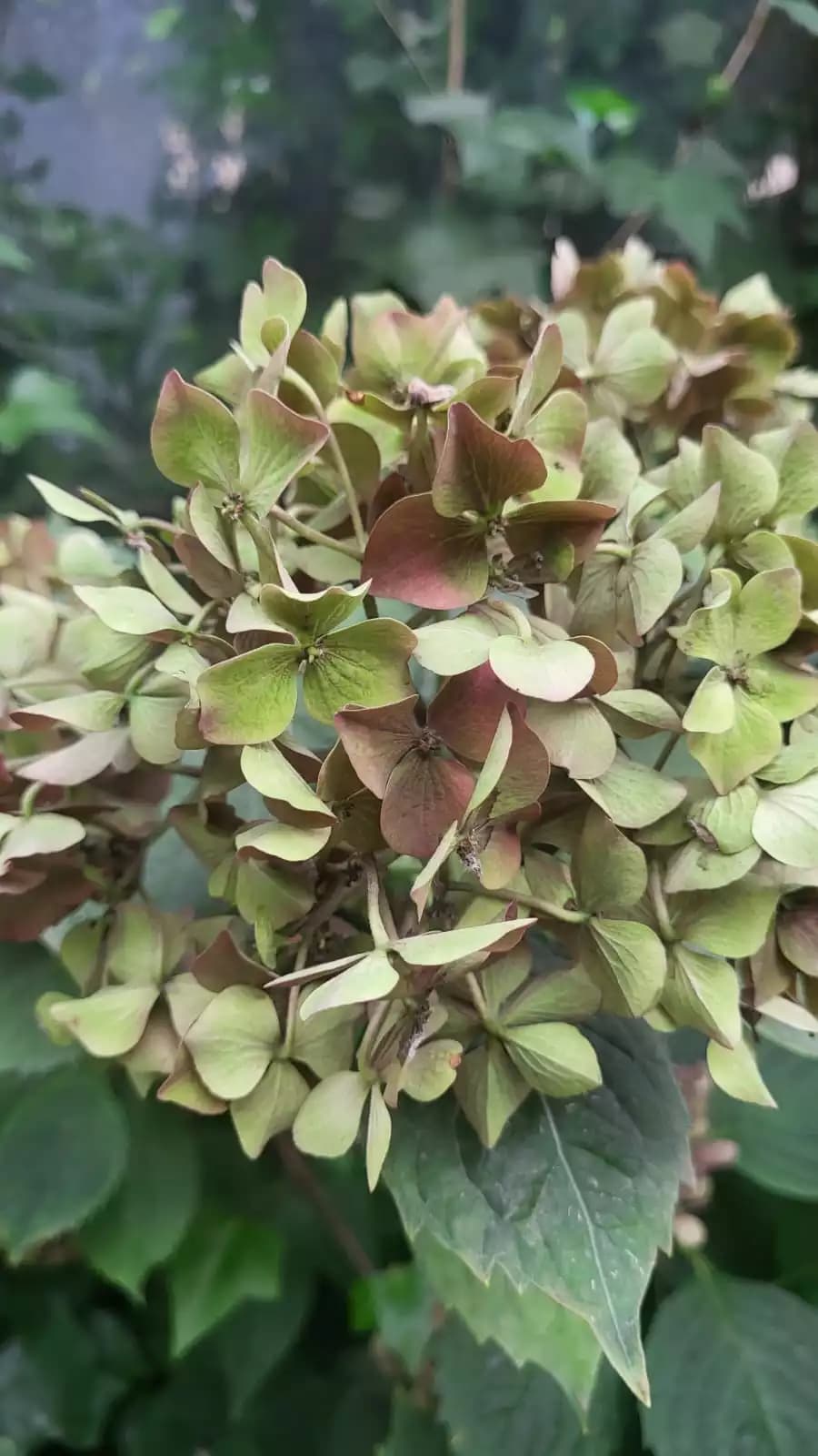 Как выглядит куст гортензии макрофиллы осенью