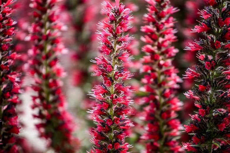 Echium amoenum (Красные перья)