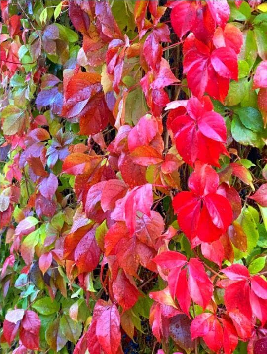Виноград девичий пятилисточковый / Parthenocissus quinquefolia