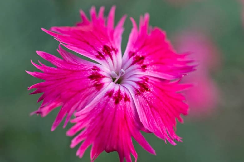 Dianthus gratianopolitanus 'Tiny Rubies' (Розовый чеддер)