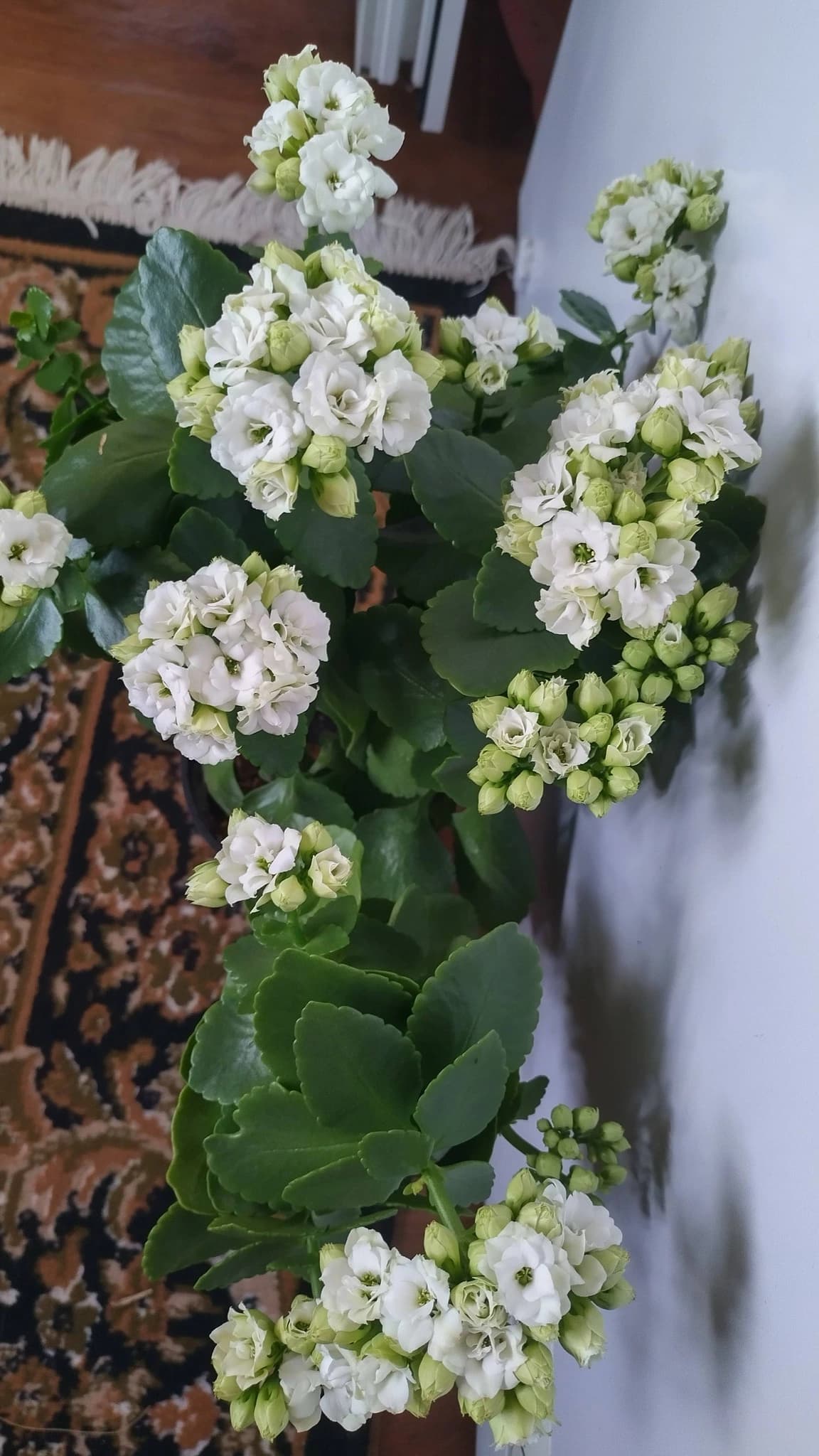 Зацвели два мои каланхоэ
