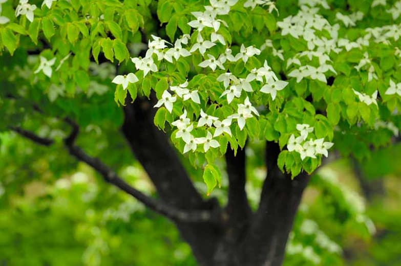 Cornus kousa 'Greensleeves' (Кизил Коуса)Cornus florida 