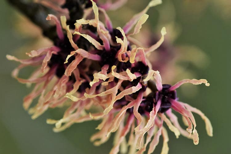 Hamamelis x intermedia 'Клубника со сливками'