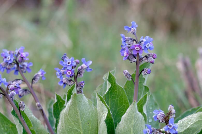 Cynoglossum grande (Язык Западной гончей)