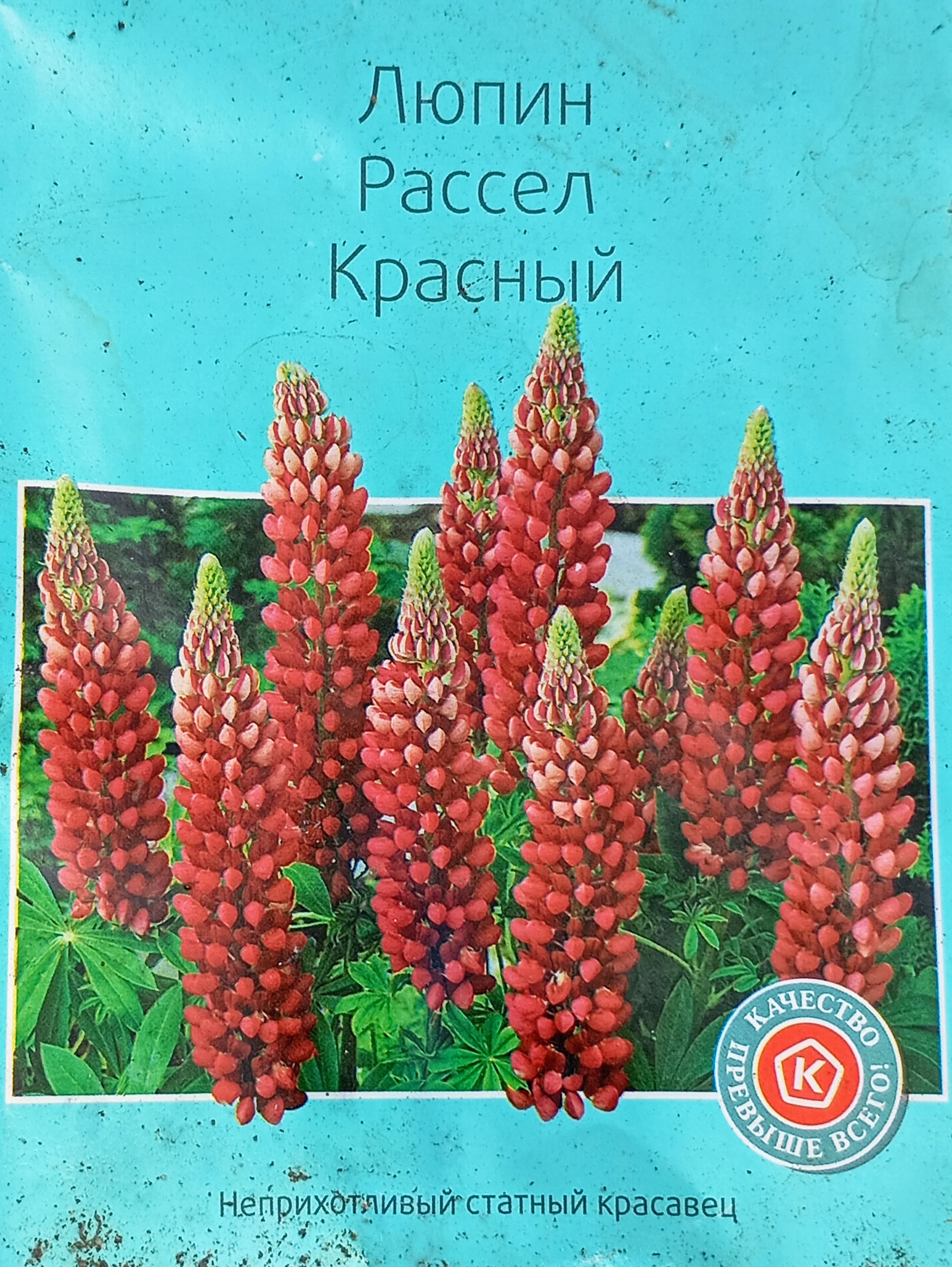 Люпин Рассел красный оказался розовым