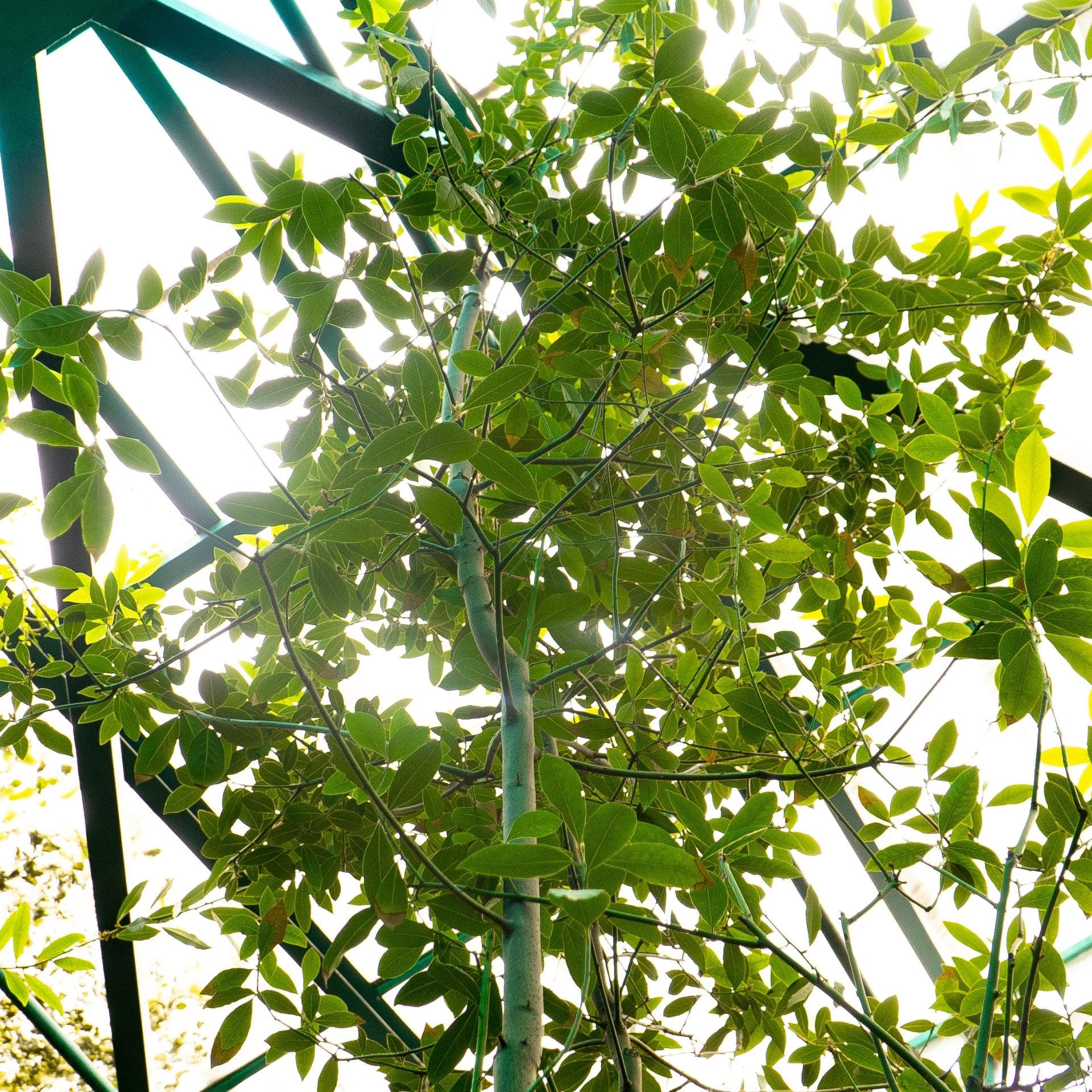 Лавр благородный (LAURUS NOBILIS)