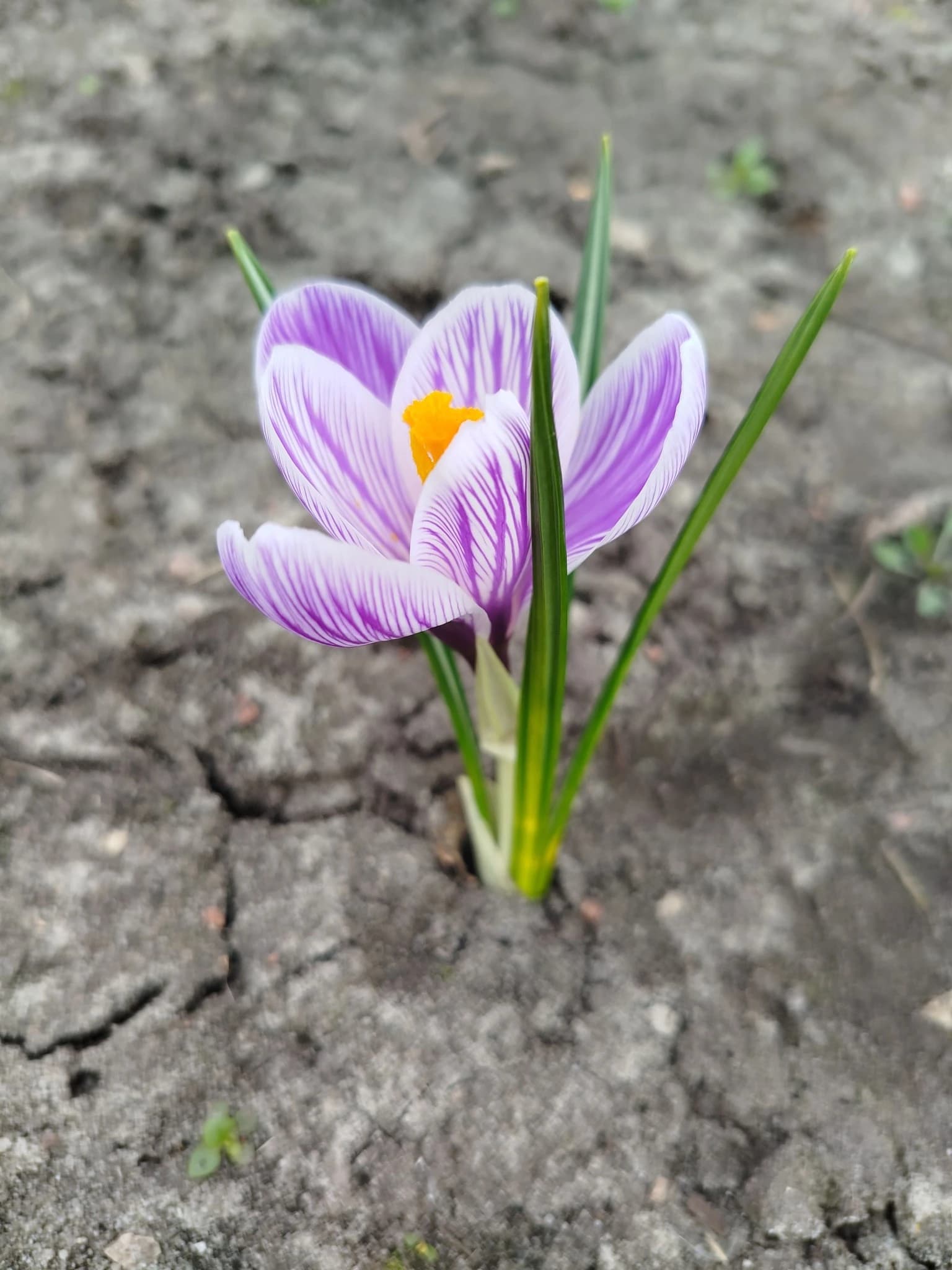 Первые цветы на клумбе у нашего дома