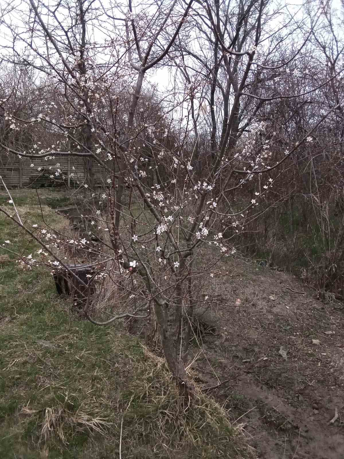 Встречаем весну цветением алычи.