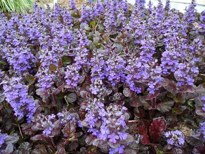 Ajuga reptans 'Черный гребешок' (Ковровый стеклярус)