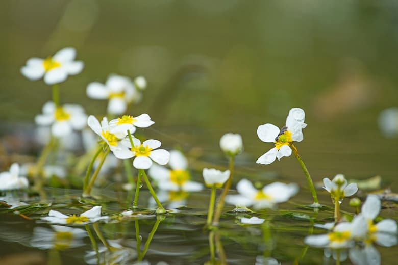 Ranunculus aquatilis (Белая водяная воронья лапка)
