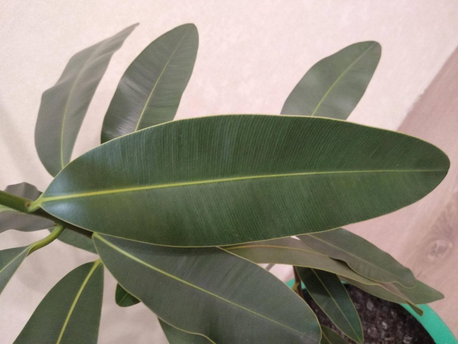 Таману, или александрийский лавр (Calophyllum inophyllum)