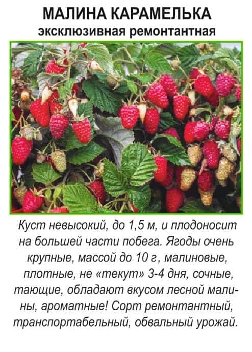 Сажаем ремонтантные сорта малины.
