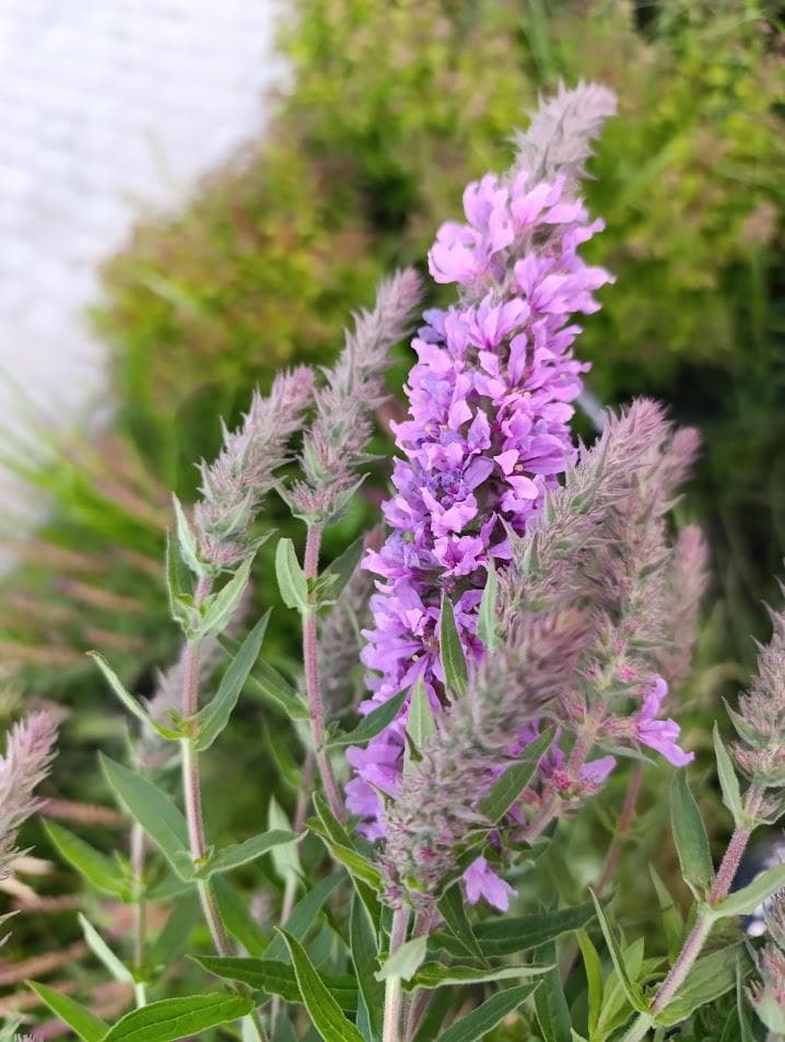 Плакун-трава, или дербенник иволистный (Lythrum salicaria)
