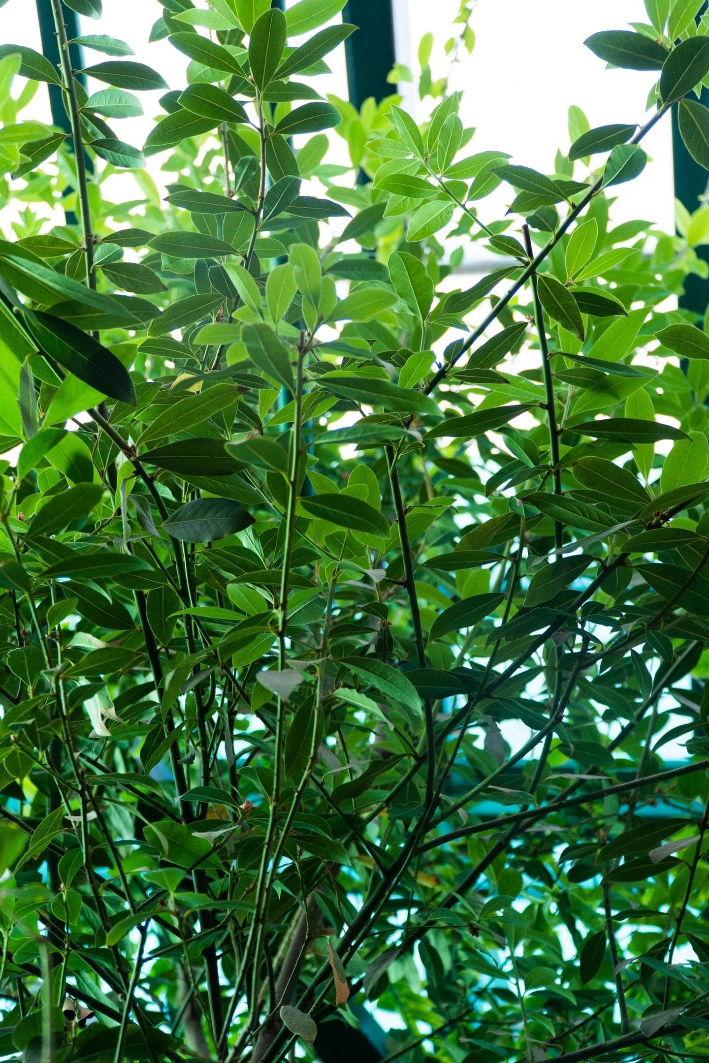 Лавр благородный (LAURUS NOBILIS)